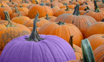 Purple Pumpkin Project for epilepsy awareness - Middletown, NY