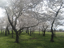 Cherry blossoms were part of the walk