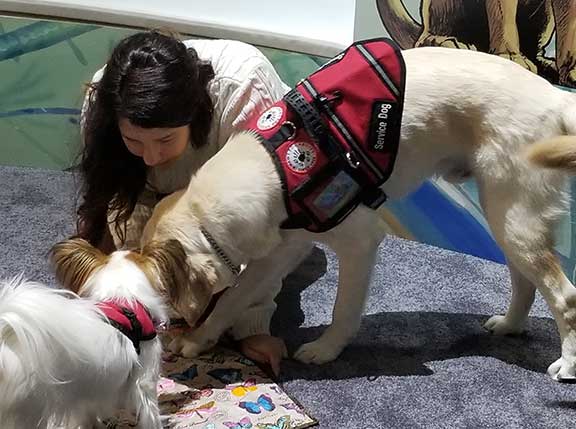 Seizure support dogs on display