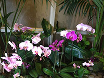 Orchids at epilepsy conference